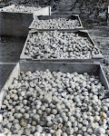Cider apple harvest, 1980's