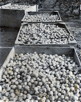 Cider apple harvest, 1980's