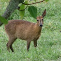 Common Duiker