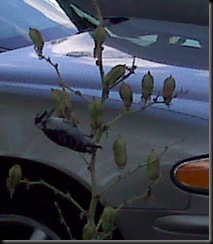 woodpecker