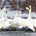 Trumpeter Swan