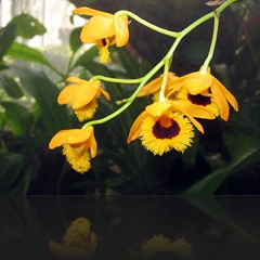 Dendrobium Dendrobium