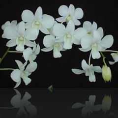 Dendrobium Dendrobium