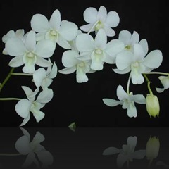 Dendrobium