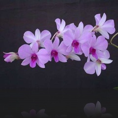 Dendrobium Dendrobium