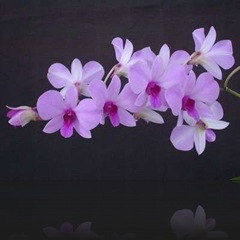 Dendrobium