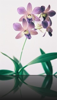 Dendrobium Dendrobium