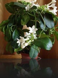 stephanotis 