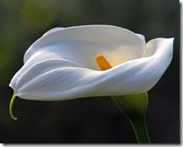 L’Arum L’Arum