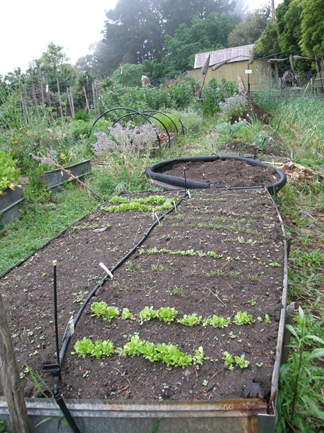 [Nov garden 2010 021[9].jpg]