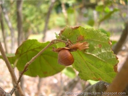 [hazelnut4.jpg]