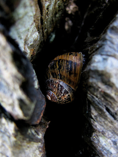 Snale in some Shale