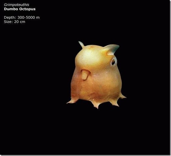 Mariana-Trench-09