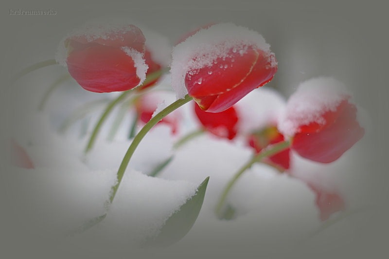 [wintertulipsheader221[2].jpg]