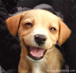 [happy-dog[3].jpg]