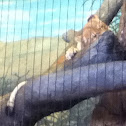 African Lion