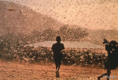 [grasshopper locustss[4].jpg]