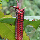 Beefsteak Heliconia