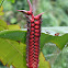 Beefsteak Heliconia
