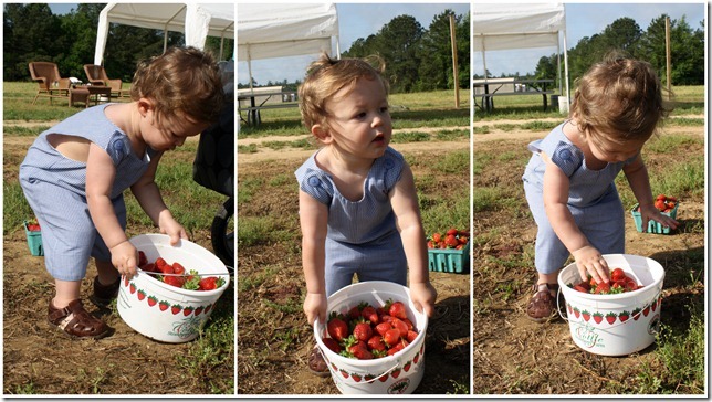 Strawberry Farm2