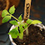 Tomato 'Rhodes Family Heirloom'