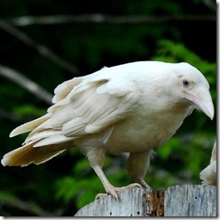 raven3