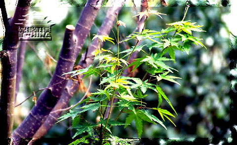 Xixi National Wetland Park, Hangzhou, Zhejiang, China Xixi National Wetland Park, Hangzhou, Zhejiang, China