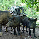 DSC00119.JPG
