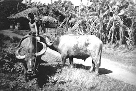 http://lh6.ggpht.com/_ITNhx4_mylE/TARaE2maHRI/AAAAAAAAA38/ktKAH0PStyc/s640/Cochinchine9-1949.jpg