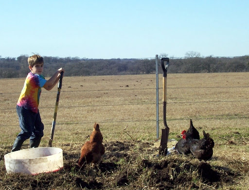 Garden chickens