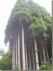 DSCN8941
