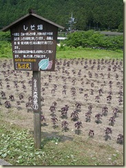 DSCN8985