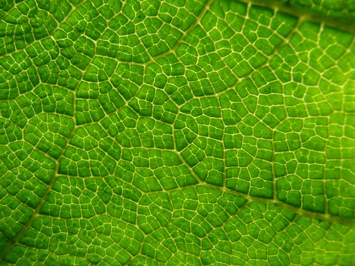 Becs - leaf close up