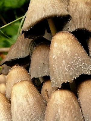 Becs - mushrooms