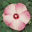 Hibiscus Luna Pink Swirl