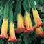Brugmansia Sanguinea