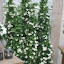 Black Eyed Susan Vine Micro Dot