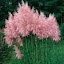 Pampas Grass Pink