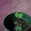 Mimosa Pudica - Sensitive Plant