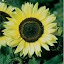 Sunflower Lemon Chiffon Seeds
