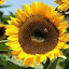 Sunflower Taiyo Seeds