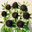 Rudbeckia Green Wizard