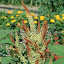 Amaranthus Autumn's Touch