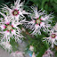 Dianthus Rainbow Loveliness