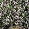 Thyme%20orange%20scented