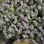 Thyme Orange Scented