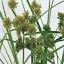 Cyperus glaber