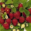 Strawberry Everbearing