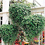 Dichondra Emerald Falls