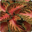 Coleus Wizard Coral Sunrise